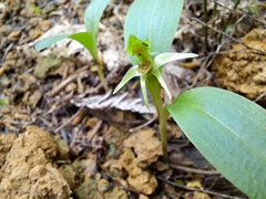 Chiloglottis cornuta