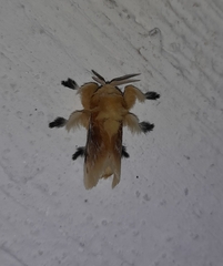 Megalopyge