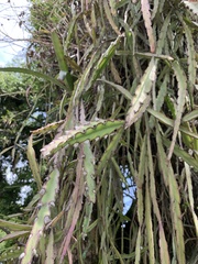 Lepismium cruciforme