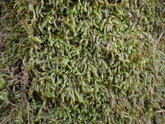 Scleropodium obtusifolium