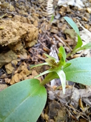 Chiloglottis cornuta