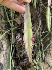 Lepismium cruciforme