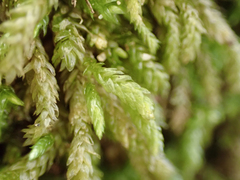 Scleropodium obtusifolium