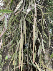Lepismium cruciforme