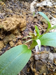 Chiloglottis cornuta