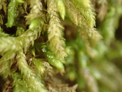 Scleropodium obtusifolium