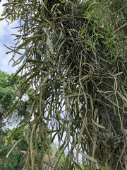 Lepismium cruciforme