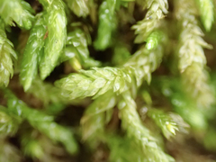 Scleropodium obtusifolium