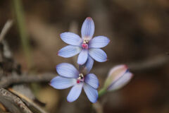 Thelymitra latiloba