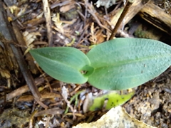 Chiloglottis cornuta