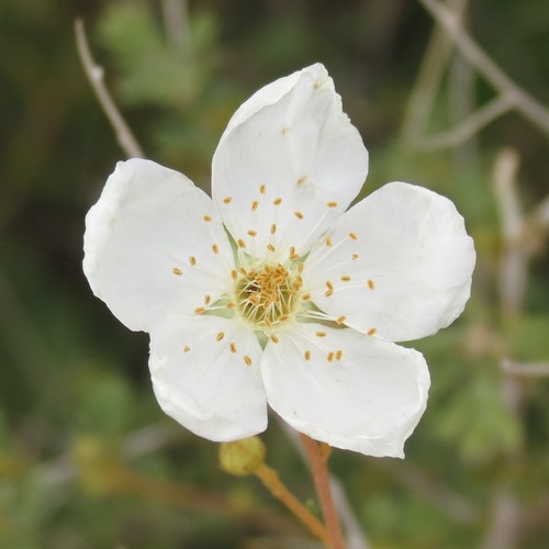 Apache plume