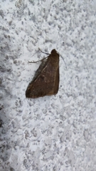 Lepidoptera