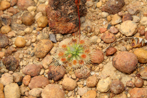 Drosera hyperostigma (Drosera hyperostigma)