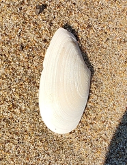 Megangulus bodegensis