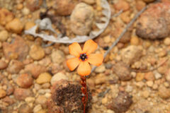 Drosera hyperostigma