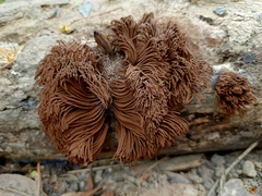 Stemonitis