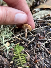 Tubaria furfuracea