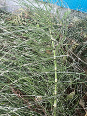 Equisetum