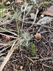 Tubaria furfuracea