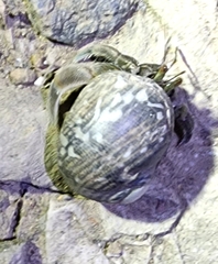 Coenobita