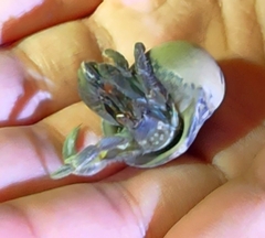 Coenobita