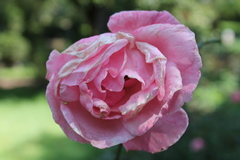 Magnoliopsida
