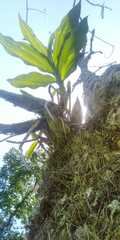 Catasetum