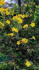 Allamanda schottii