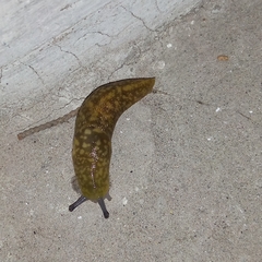 Limacus