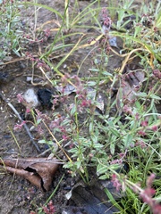 Gonocarpus tetragynus