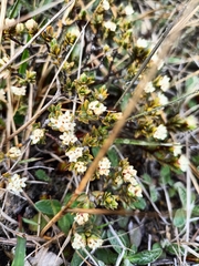 Pimelea oreophila