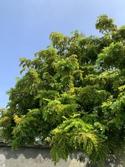 Paubrasilia echinata