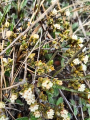 Pimelea oreophila
