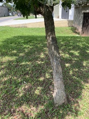 Paubrasilia echinata