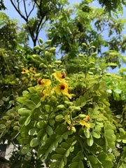 Paubrasilia echinata