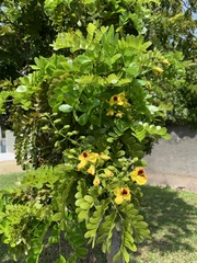 Paubrasilia echinata