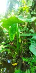 Xanthosoma