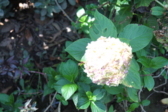 Hydrangea
