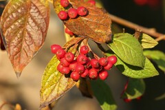 Cotoneaster bullatus