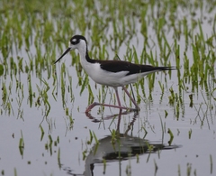 Himantopus mexicanus