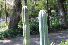 Trichocereus macrogonus pachanoi