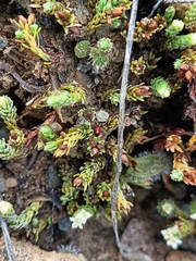 Kelleria dieffenbachii