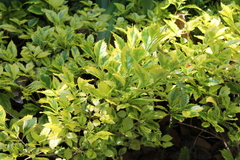 Magnoliopsida