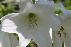 Crinum
