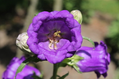 Campanula