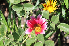 Gazania