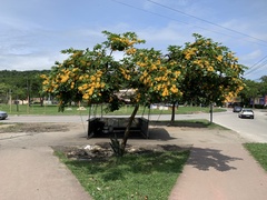 Pterocarpus violaceus