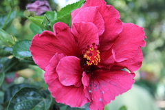 Hibiscus