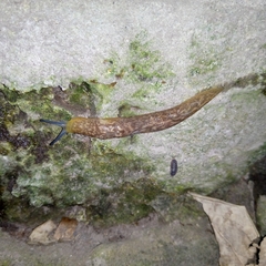 Limacus