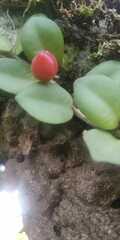 Codonanthopsis